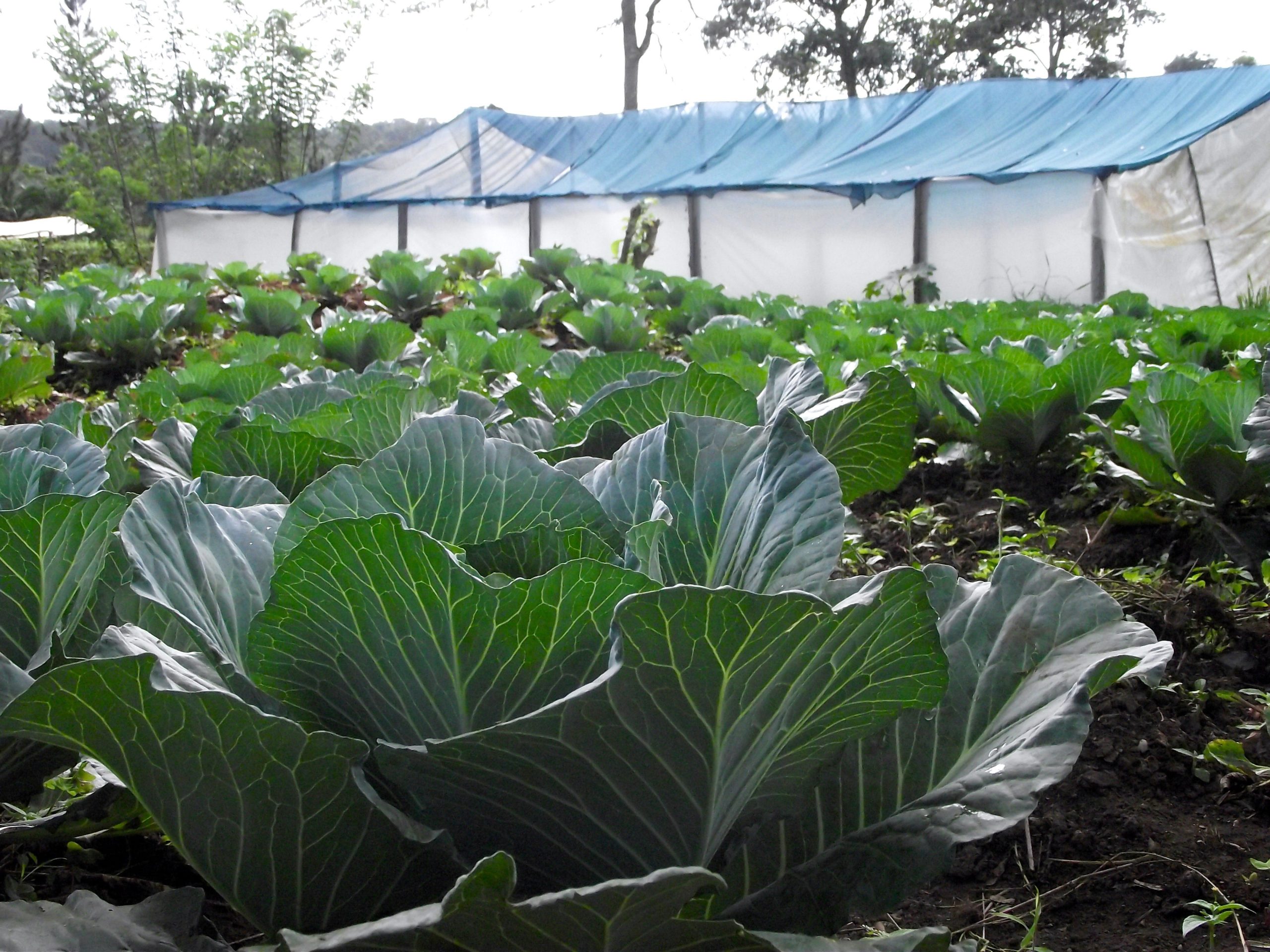 Cabbages at the Center