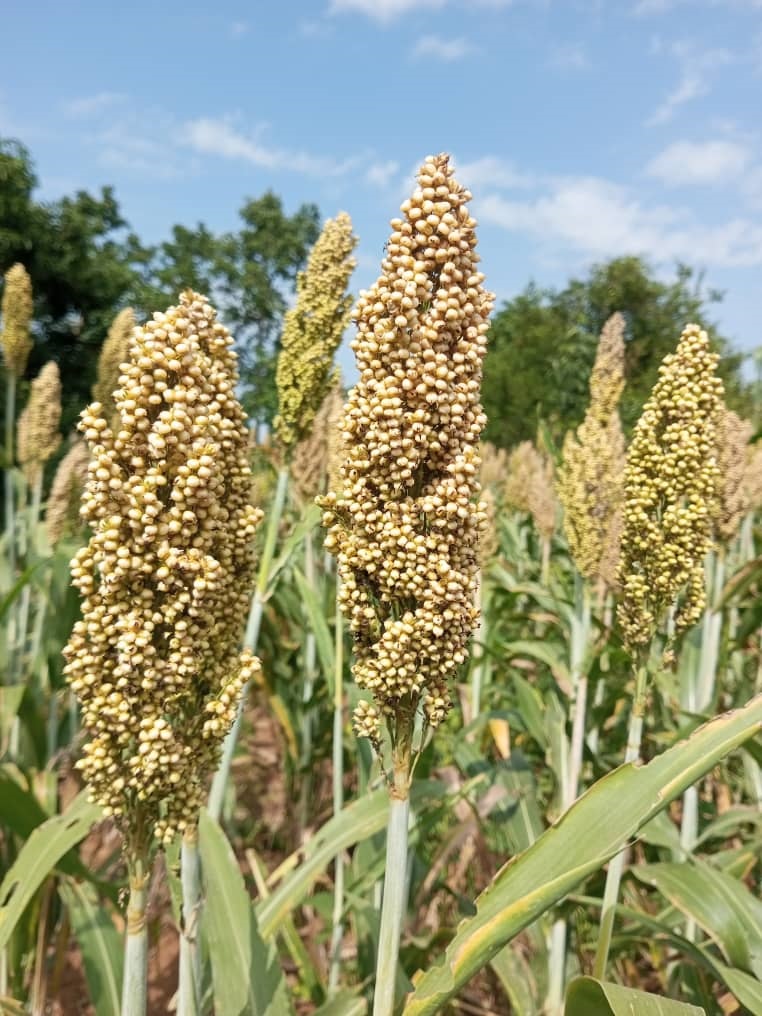 Millet in the garden